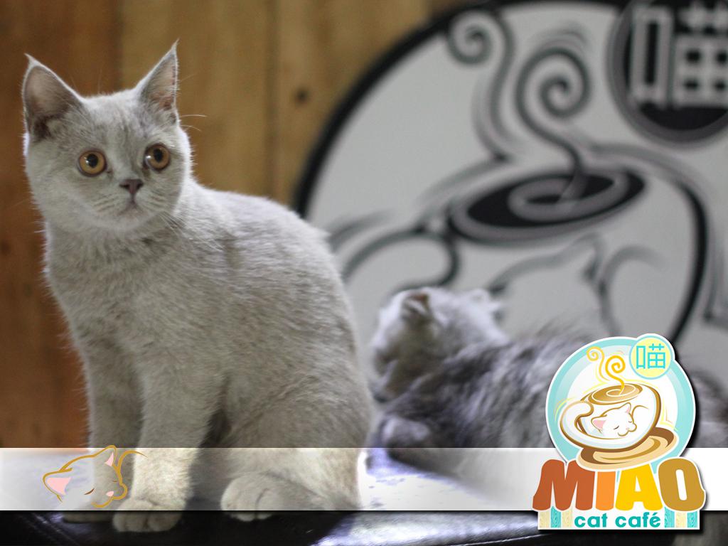 Miao Cat Cafe