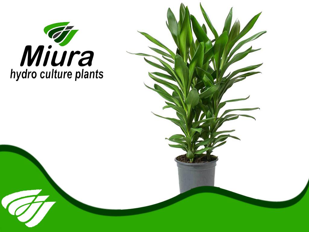 Cordyline Fruticosa Glauca Green