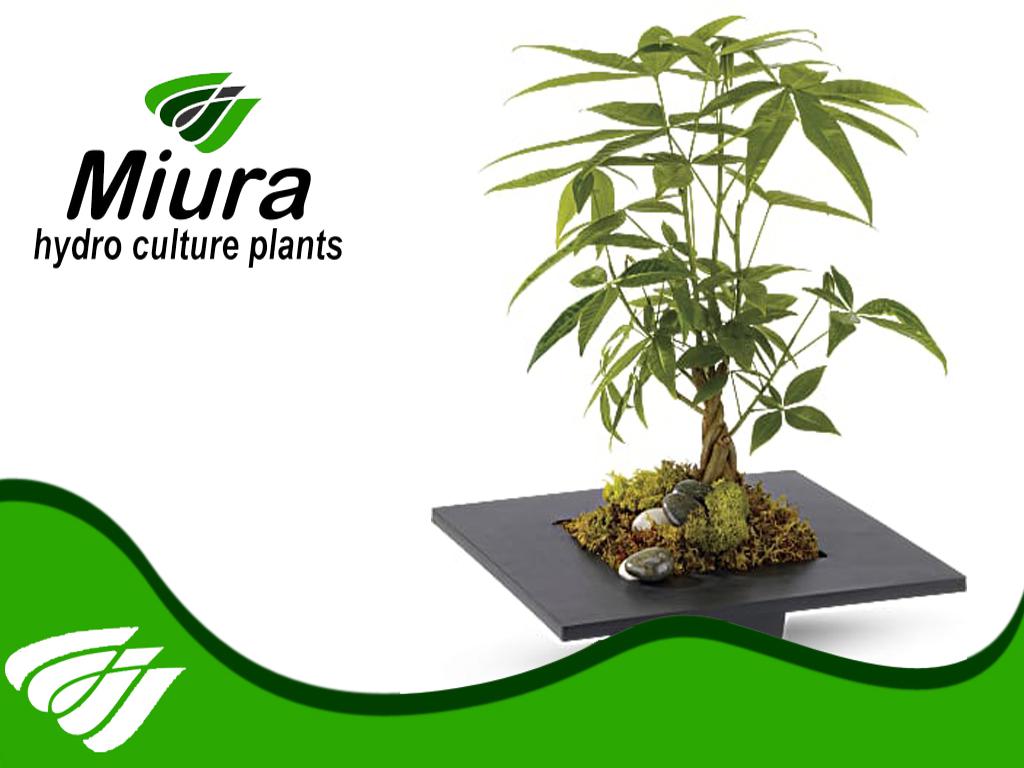 MIURA HYDROCULTURE PLANTS - POTRERO PROFILE | Yoorekka PH